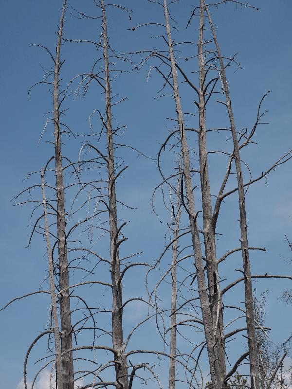 Yellowstone National Park, Wyoming (WY): Artists' Paintpots trail: dead Lodgepole Pine trees