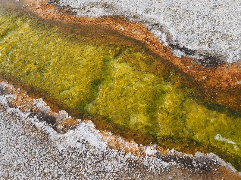 Yellowstone National Park, Wyoming (WY): Biscuit Basin: orange / green bacteria mat