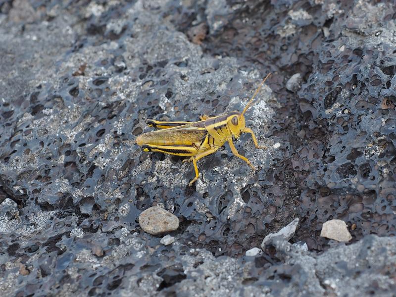 Craters Of The Moon National Monument, Idaho (ID): North Crater Flow Trail: yellow grasshopper
