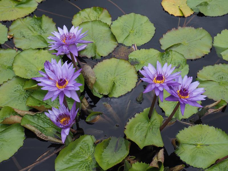 Bronx, New York (NY): New York Botanical Garden: Waterlily (Nymphaea 'Director George T. Moore')