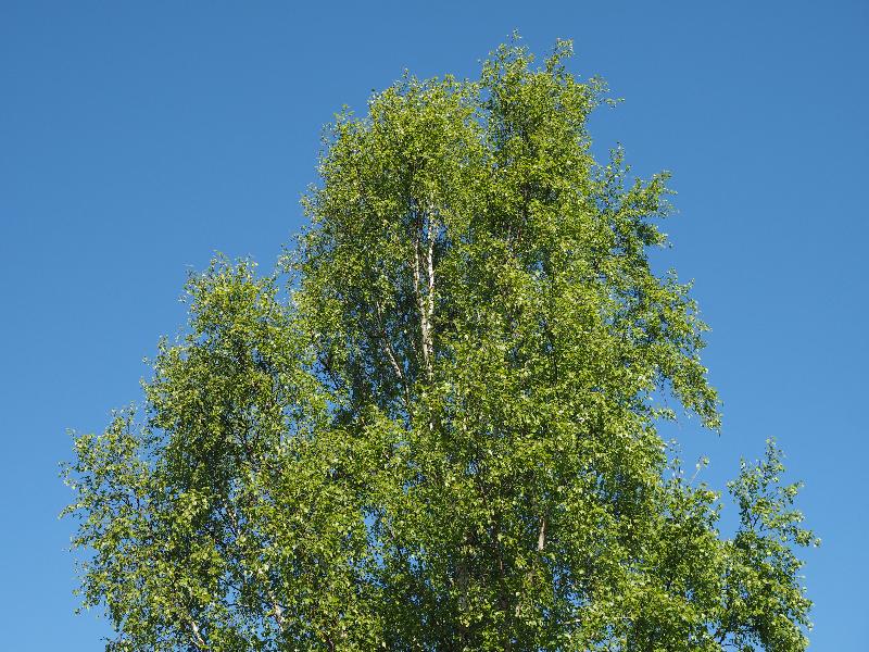 Cambridge, England: Roseford Road: birch tree