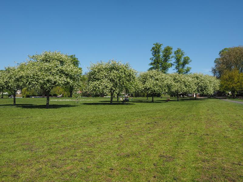 Cambridge, England: Jesus Green: Bird Cherry trees in blossom