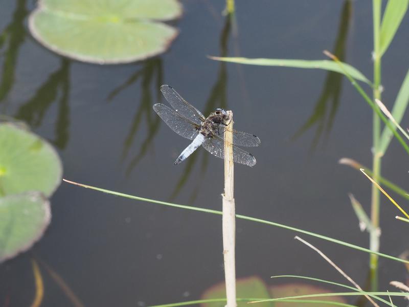 Wicken, England: Wicken Fen: blue dragon fly