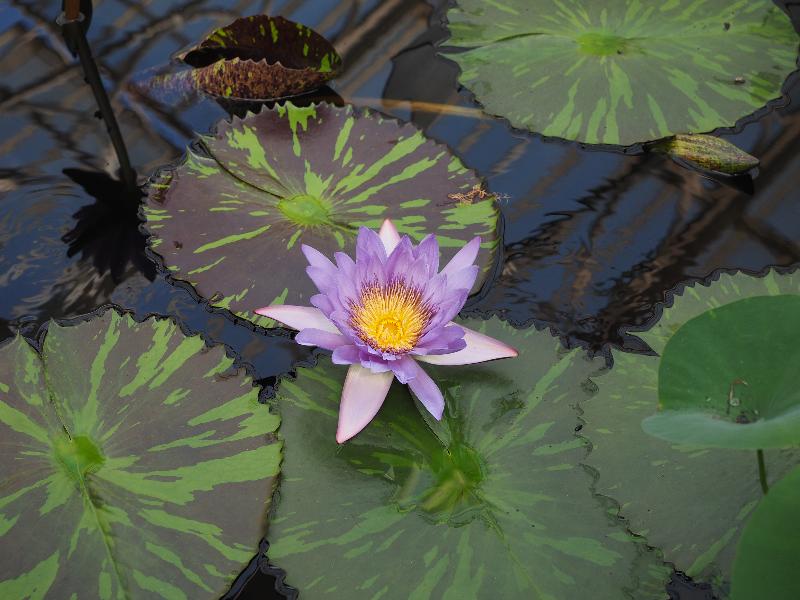 London, England: Kew Gardens: purple water lily (Nymphaeaceae)