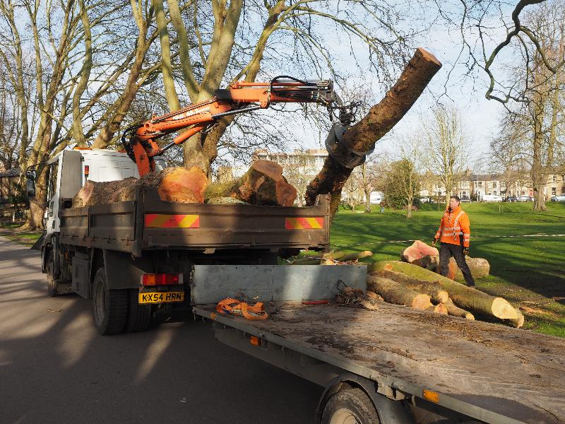 Cambridge, England: Jesus Green: plane tree being cleared up