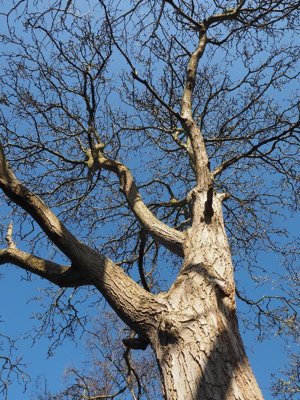 Cambridge, England: Roseford Road: walnut tree branches