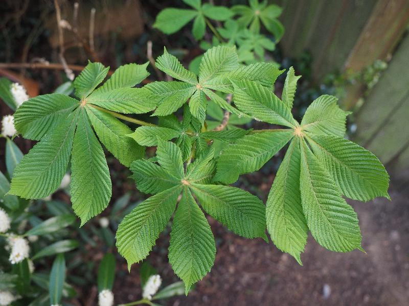 Cambridge, England: Roseford Road: Horse Chestnut, young leaves