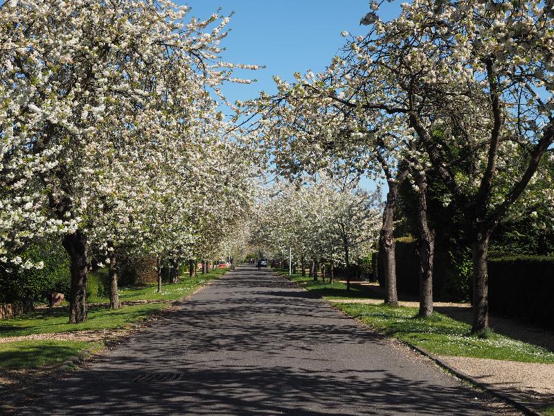 Cambridge, England: Barrow Street: cherry trees in bloom