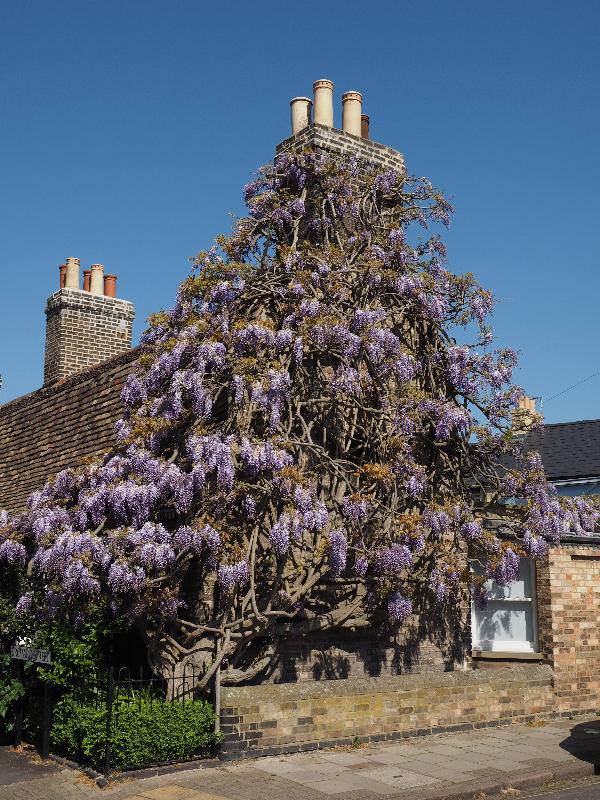 Cambridge, England: Clarendon Street: wisteria