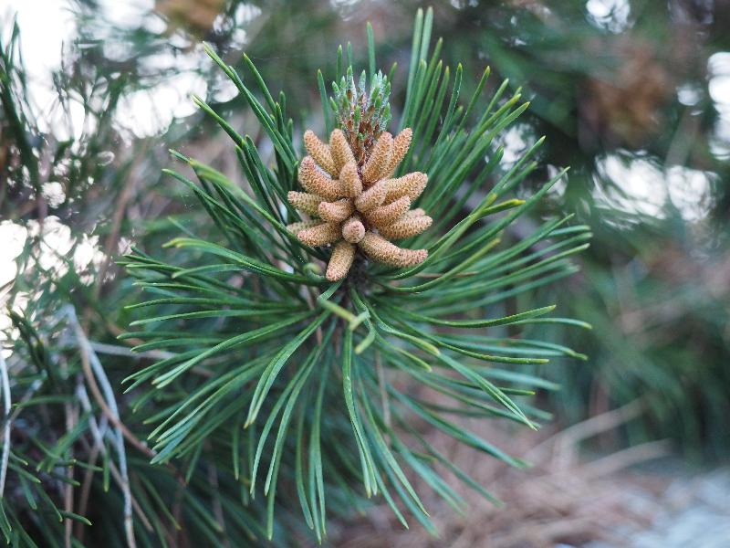 Cambridge, England: Roseford Road: pine tree, flowers