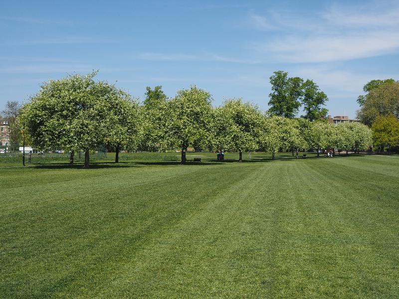 Cambridge, England: Jesus Green: Bird Cherry 'Watereri' (Prunus padus 'Watereri') trees in bloom