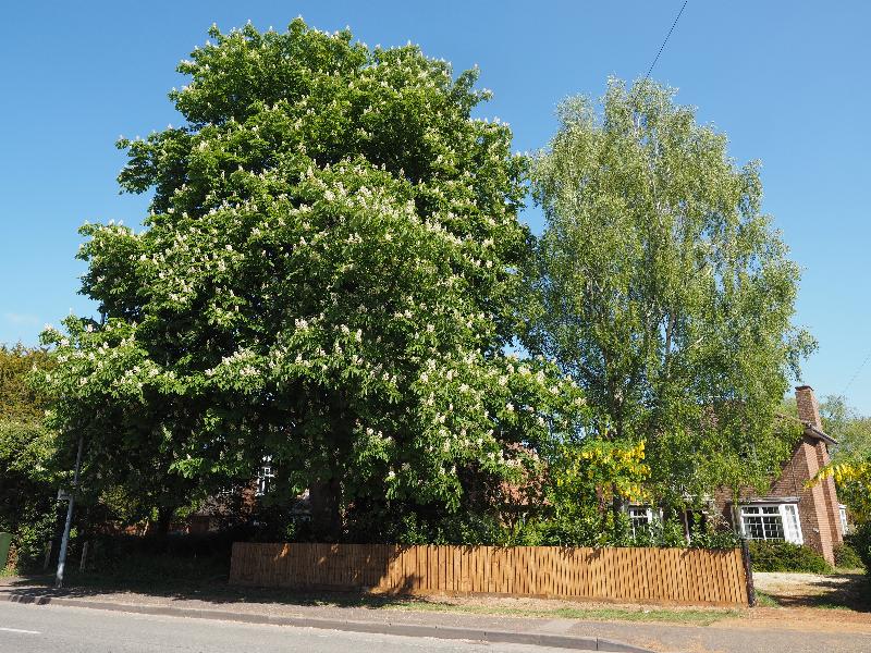 Cambridge, England: Histon Road: Horse Chestnut, Birch Tree, and Laburnum
