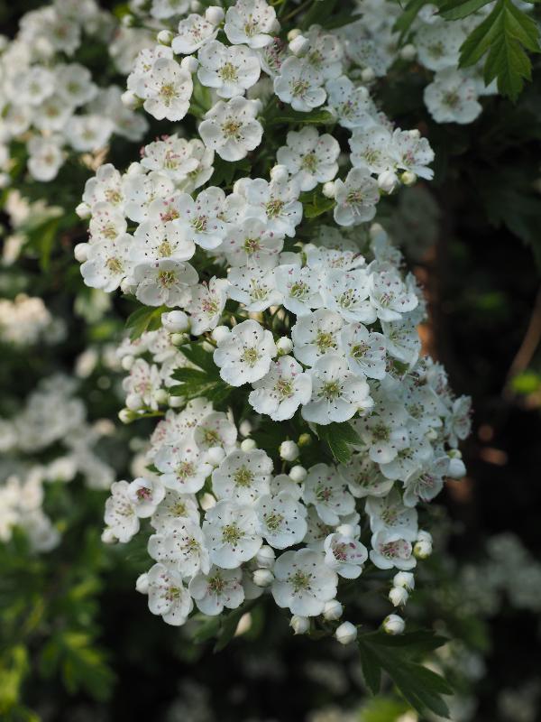 Cambridge, England: Roseford Road: Hawthorn flowers