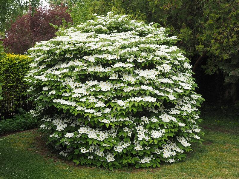 Cambridge, England: Roseford Road: Viburnum in bloom