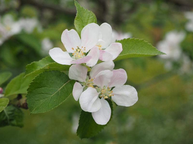 Cambridge, England: Histon Road: apple blossoms