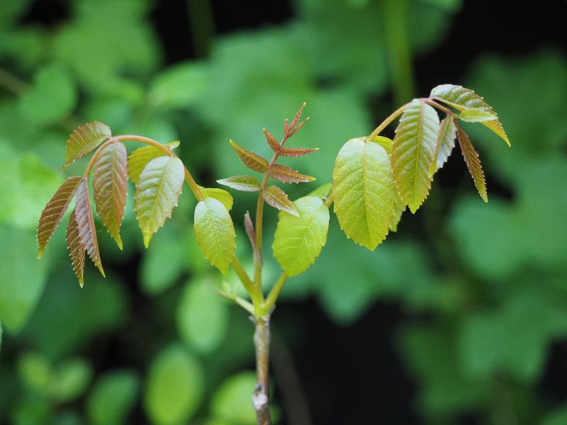 Cambridge, England: Histon Road: walnut, young leaves