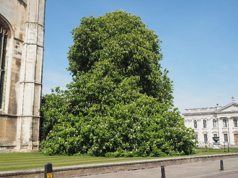 Cambridge, England: King's Parade: Horse Chestnut in bloom
