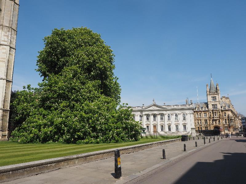 Cambridge, England: King's Parade: Horse Chestnut in bloom, and Senate House (quiet because of Covid-19 lockdown)