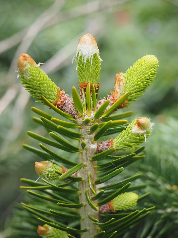 Cambridge, England: Roseford Road: spruce tree, new growth