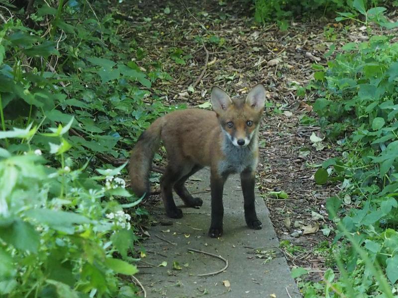Cambridge, England: Roseford Road: fox cub