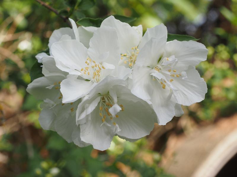 Cambridge, England: Roseford Road: Philadelphus