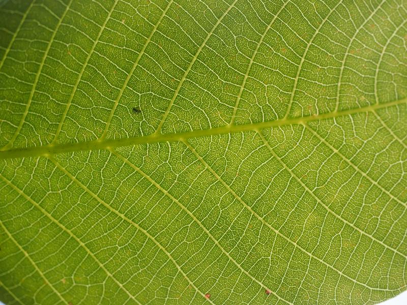Cambridge, England: Roseford Road: walnut tree, leaf
