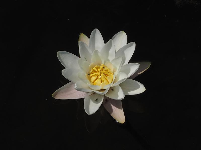 Wicken, England: Wicken Fen: water lily