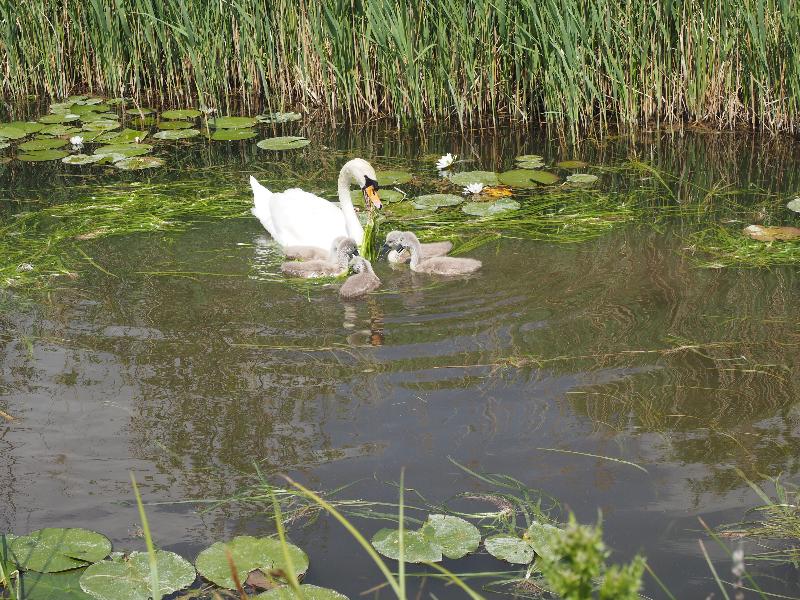 Wicken, England: Wicken Fen: swan with cygnets