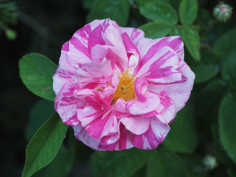 Cambridge, England: Roseford Road: Rosa Mundi flower