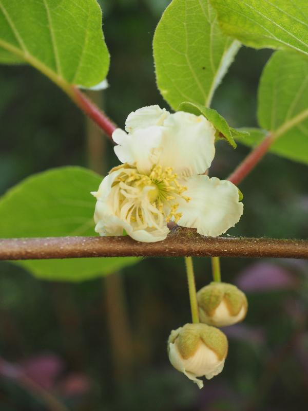 Cambridge, England: Roseford Road: kiwi flowers (one open)