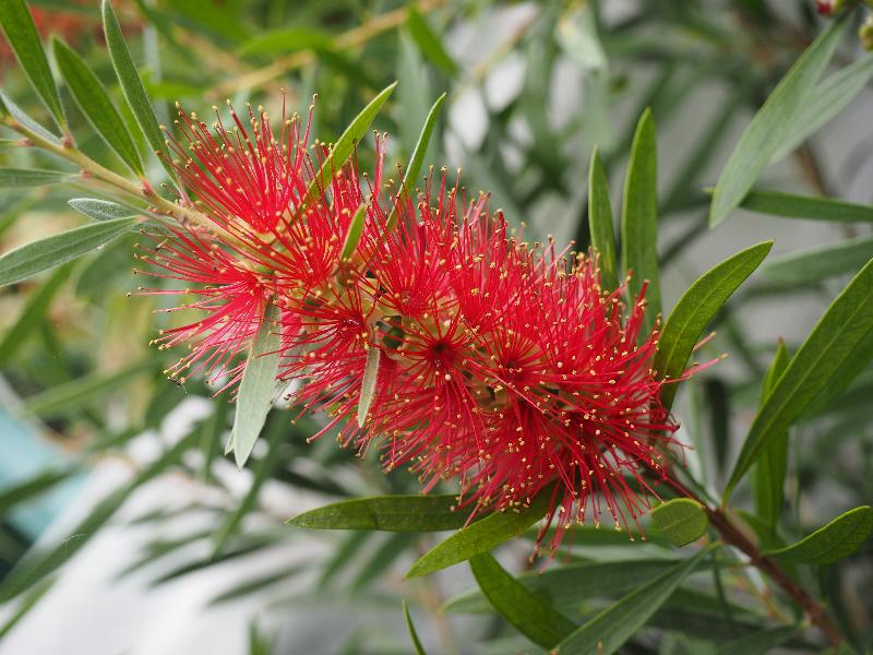 Cambridge, England: Roseford Road: Bottle Brush (Callistemon citrinus) flower