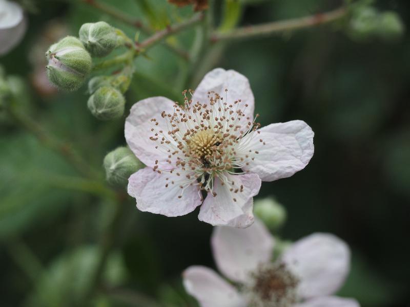 Cambridge, England: Roseford Road: blackberry flower