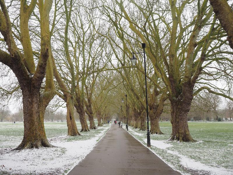 Cambridge, England: Jesus Green: Plane trees with a bit of snow