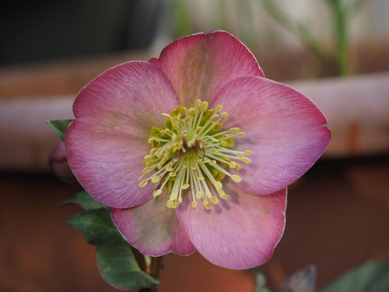 Cambridge, England: Roseford Road: reddish Hellobore