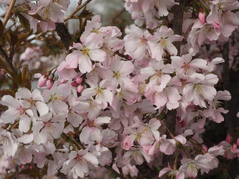 Cambridge, England: Perse Way: cherry blossoms