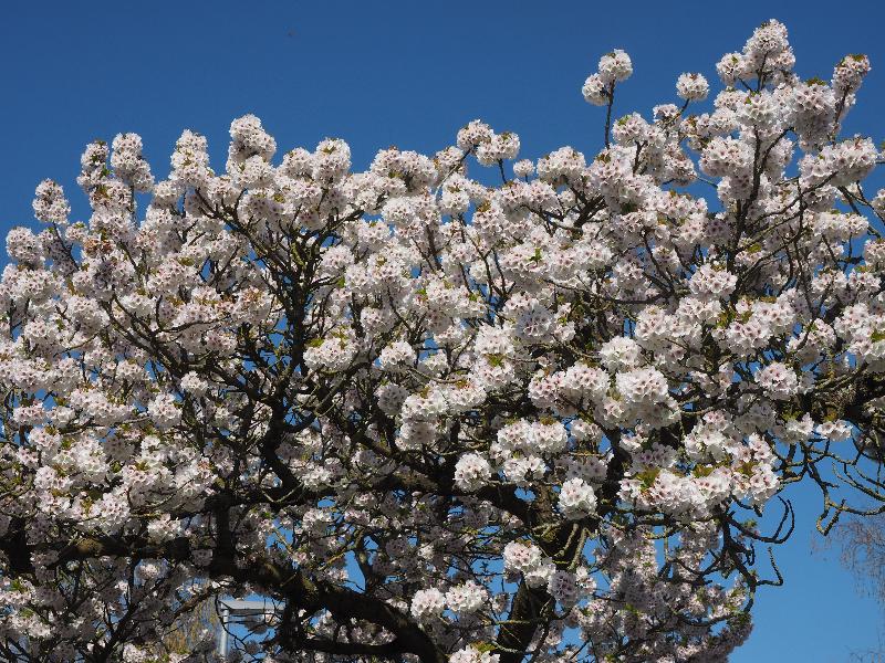 Cambridge, England: Roseford Road: cherry blossoms