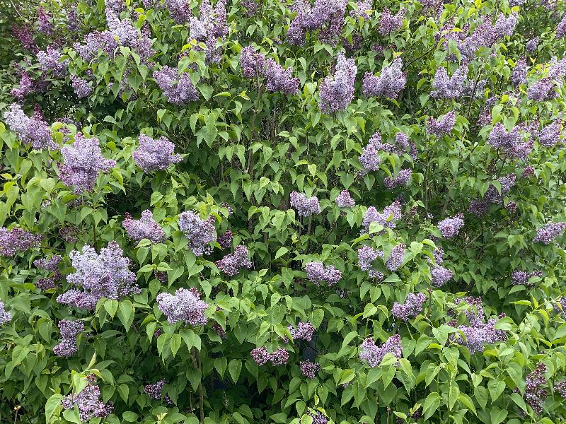 Cambridge, England: Roseford Road: lilac tree blossoms