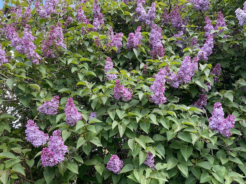 Cambridge, England: Roseford Road: reddish lilac tree blossoms