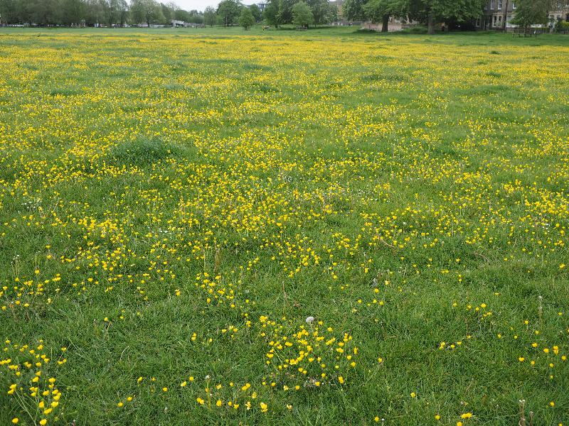 Cambridge, England: Midsummer Common: buttercups