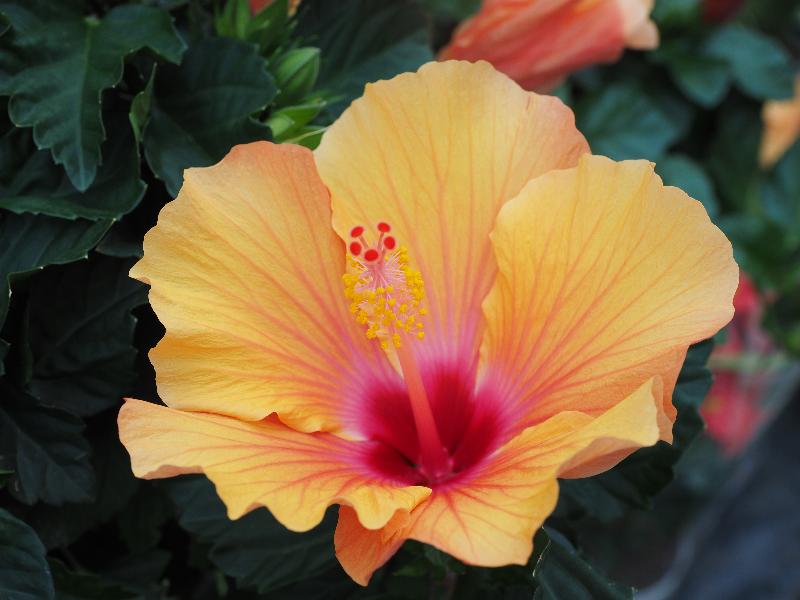 Great Shelford, England: Scotsdales Garden Centre: Hibiscus Fiori Grande