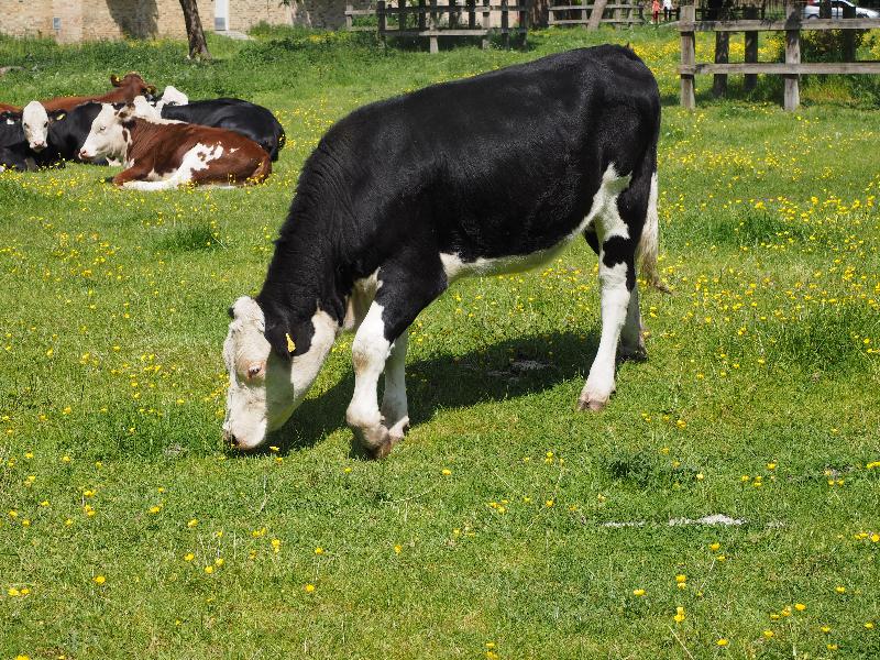 Cambridge, England: Trumpington Road, New Bit: cows enjoying the sunshine