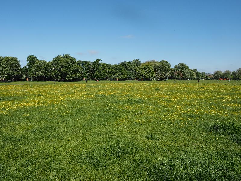 Cambridge, England: Midsummer Common: buttercups and Horse Chestnut trees