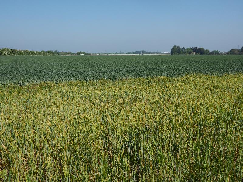 Cambridge, England: Darwin Green: two colours of wheat