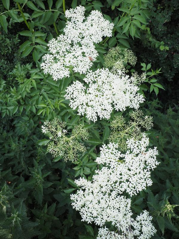 Cambridge, England: Darwin Green: elder flowers