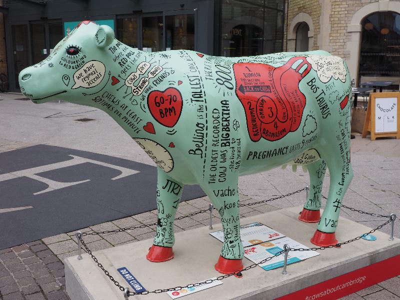 Cambridge, England: Burleigh Street: Doodle Cow (Anne-Marie Miller)