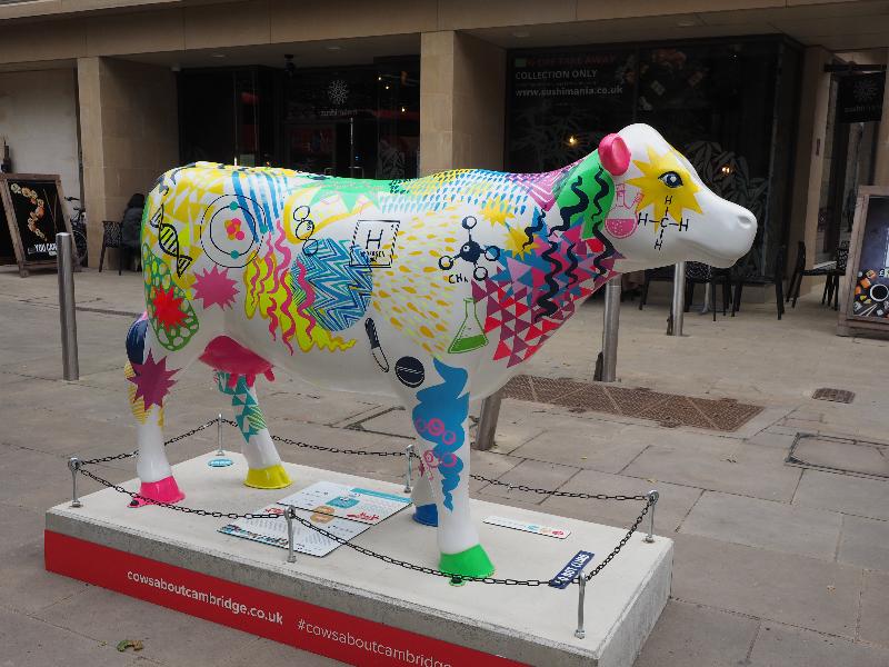 Cambridge, England: Christ's Pieces: Dairy Curie (Laura-Kate Chapman)