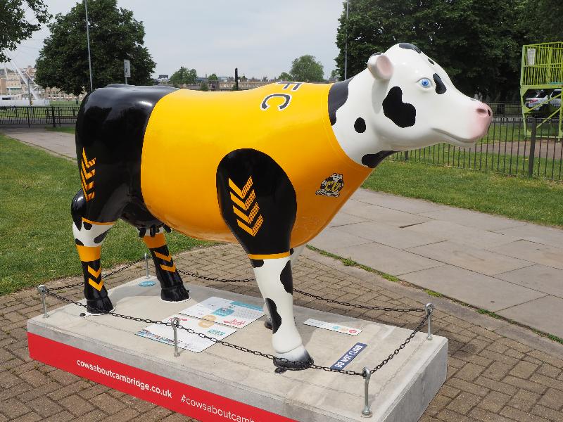 Cambridge, England: Donkey Common: Four-Four-Moo (Megan Heather Evans)