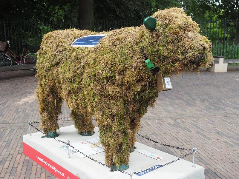 Cambridge, England: Hills Road: Moss Cow (Chris Pointon)