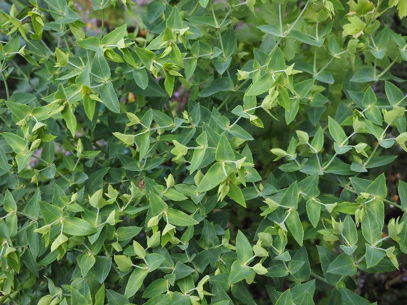 Cambridge, England: Roseford Road: Euphorbia