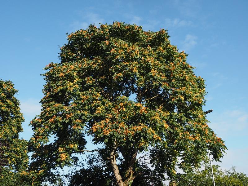 Cambridge, England: Histon Road: Tree of Heaven (Ailanthus altissima)